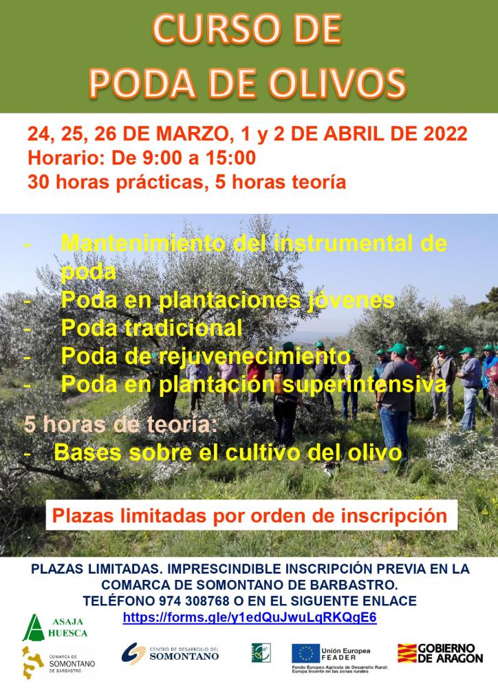 Imagen Curso de poda de olivos en la Comarca de Somontano